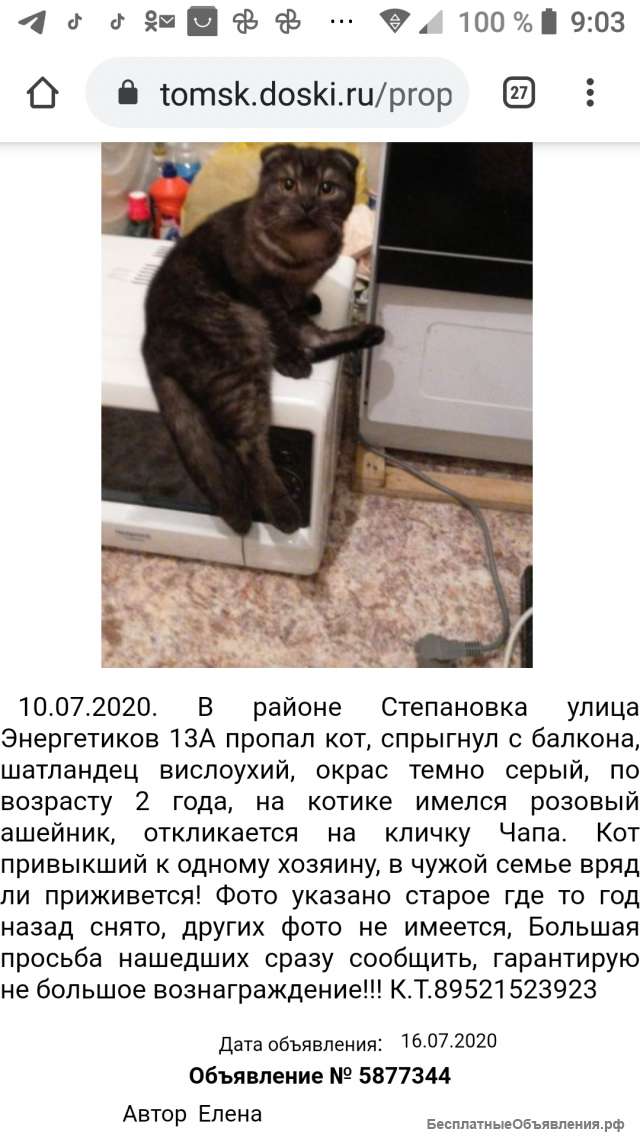 Пропал котик шотландец вислоухий