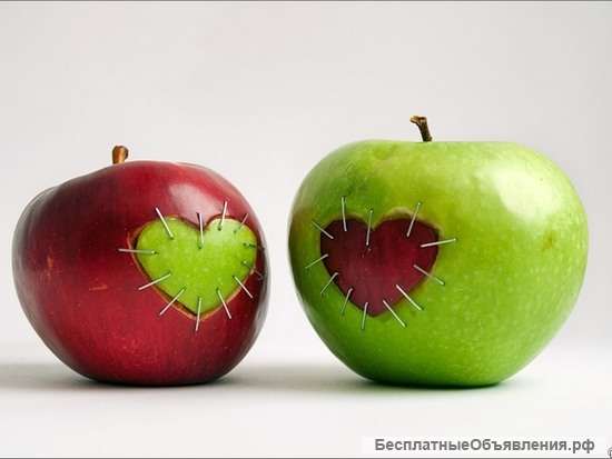 Рабочие в сады на сбор яблок