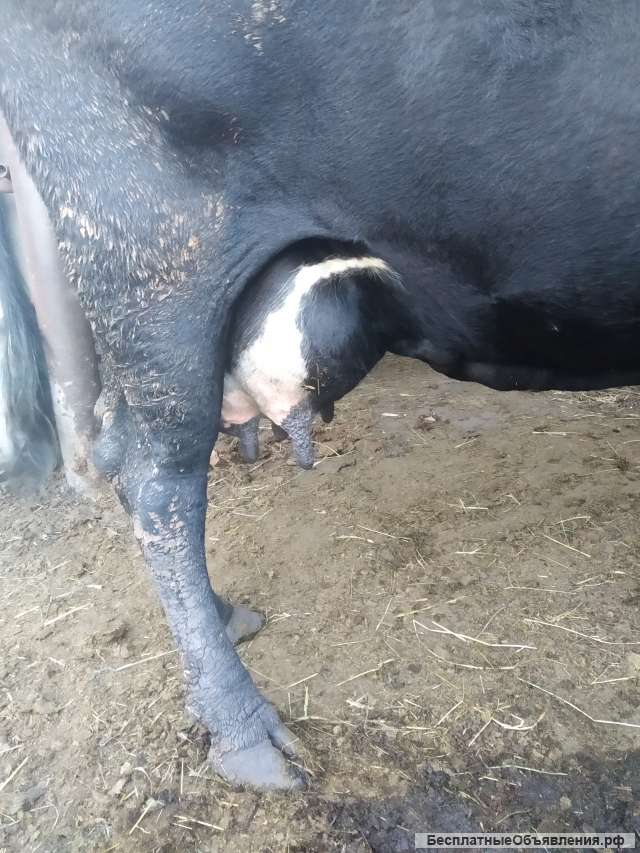 Коровы