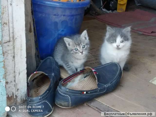 Милые котята ищут заботливых мам и пап