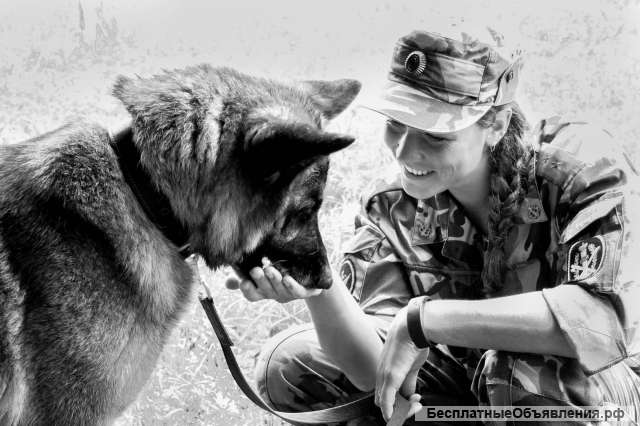 Полицейский кинолог