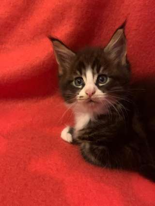 Мейнкун котята с документами