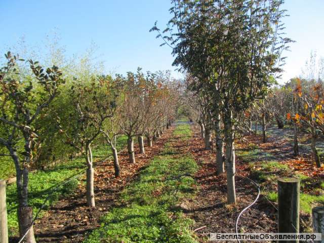 Доставка саженцев