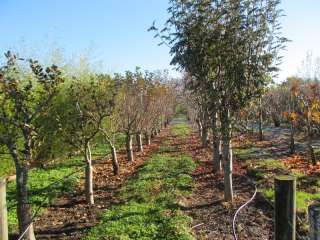 Доставка саженцев