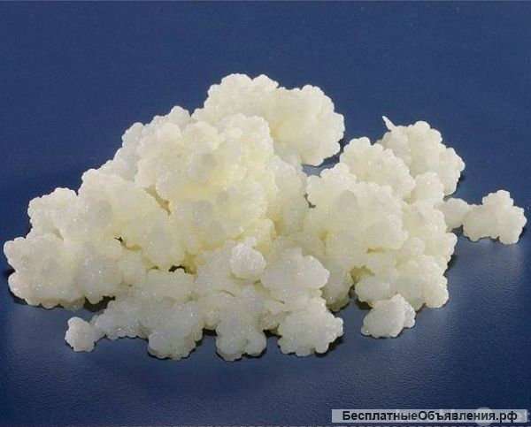 Тибетский молочный гриб