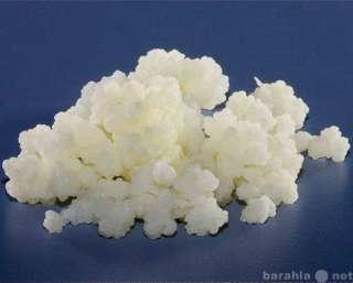 Тибетский молочный гриб