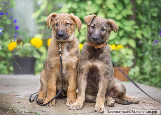 Гриша, Глаша, Гордей, Груня и Гуня в добрые руки