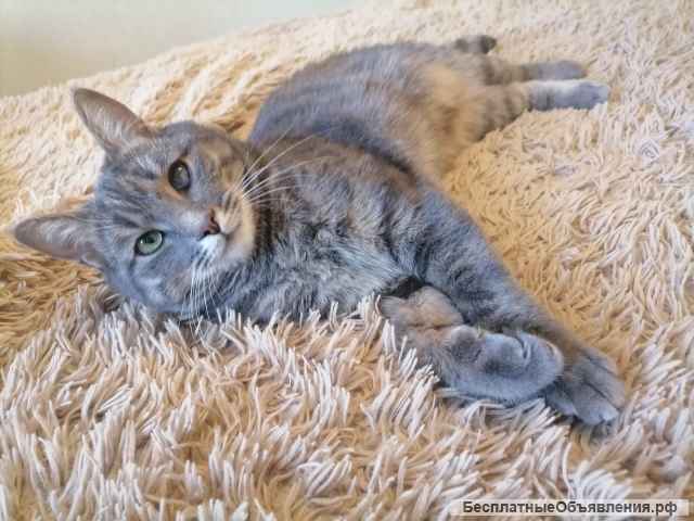 Чудесный котик Гаврюша в добрые руки