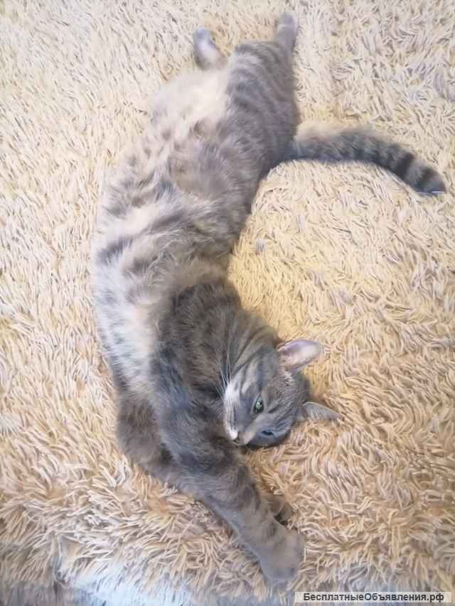 Чудесный котик Гаврюша в добрые руки