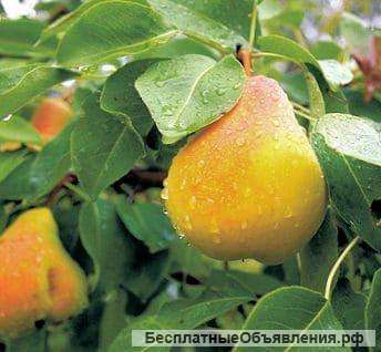 Груша Чижовская