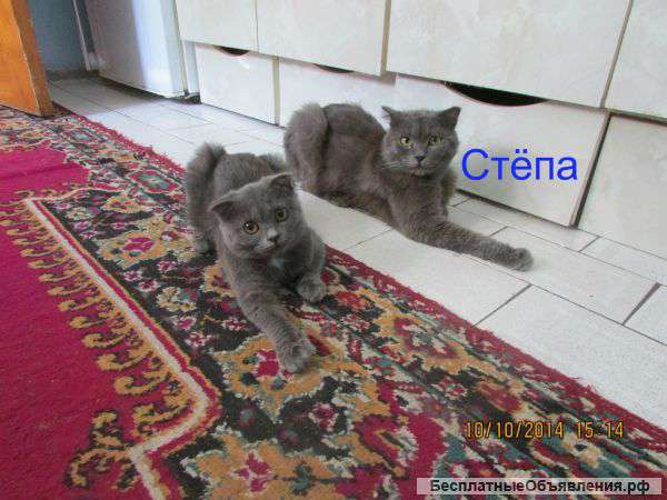 Пропал Кот Шотландский вислоухий голубого окраса (серый)