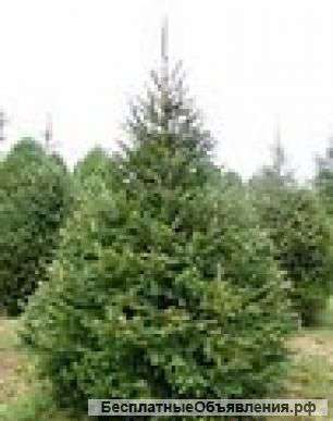 Новогодних елок и сосен