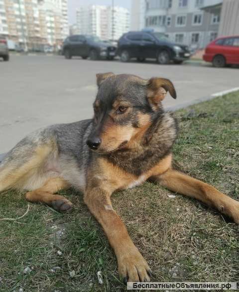 Добрая и умная собака в поисках дома