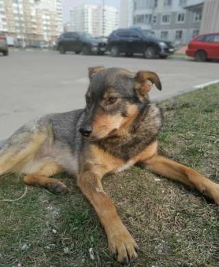 Добрая и умная собака в поисках дома