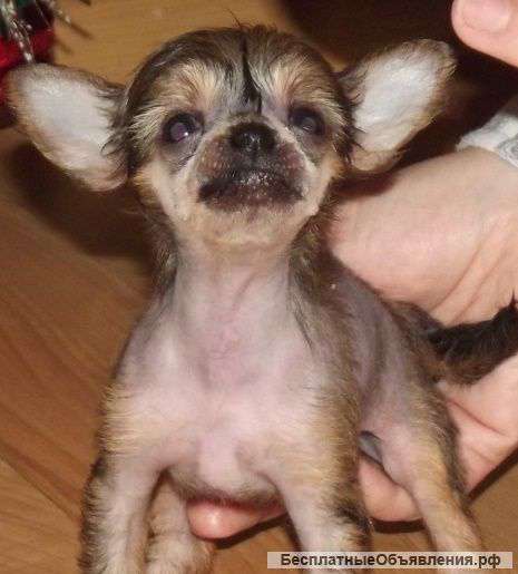 Щенок китайской хохлатой собаки