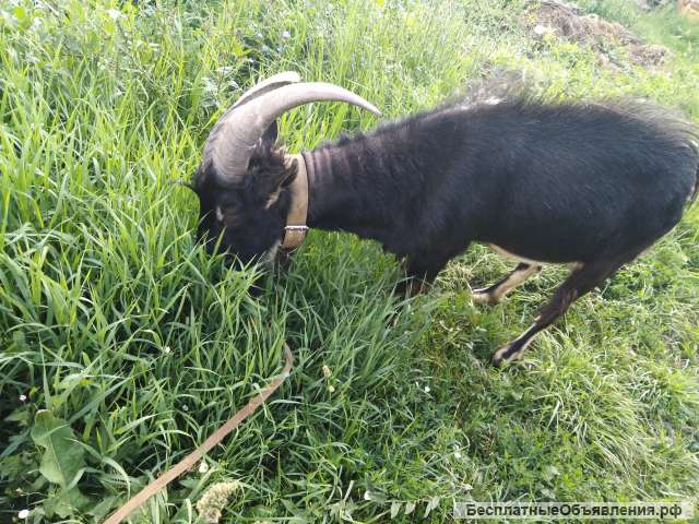 Козёл, 3 года
