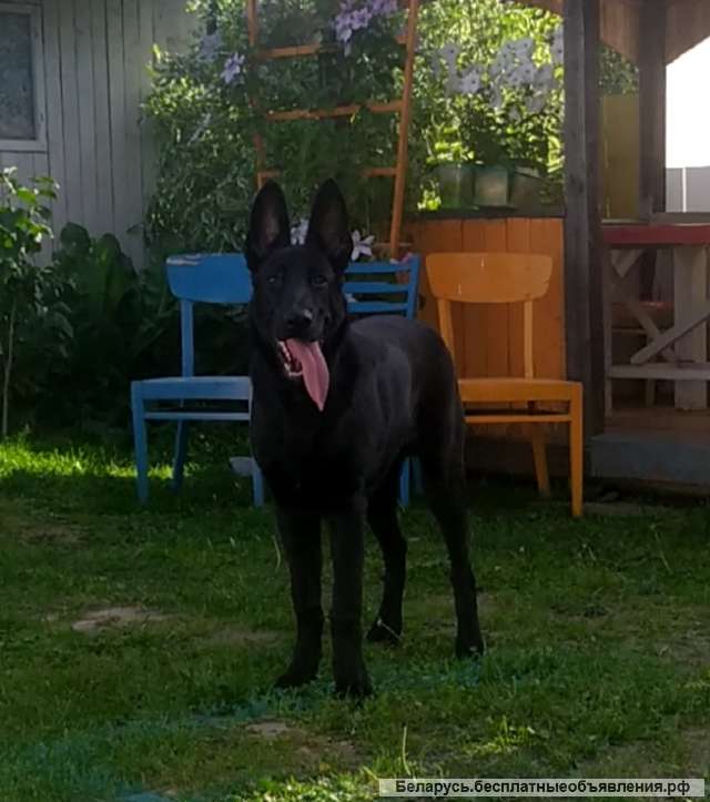 Пропала собака