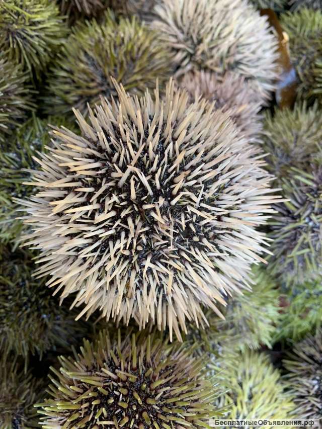 Живой морской Ёж из Мурманска, из Москвы