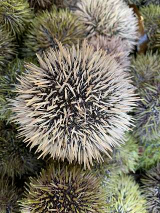 Живой морской Ёж из Мурманска, из Москвы