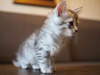 Забавная игривая котенок Муха в добрые руки