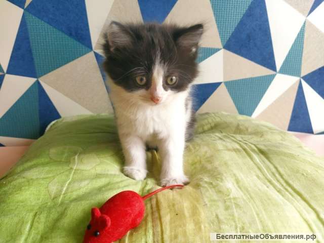Котенок Боня ищет хозяев