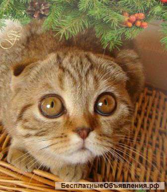 Скоттиш фолд и скоттиш страйт котята
