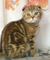 Шотландские вислоухие котята