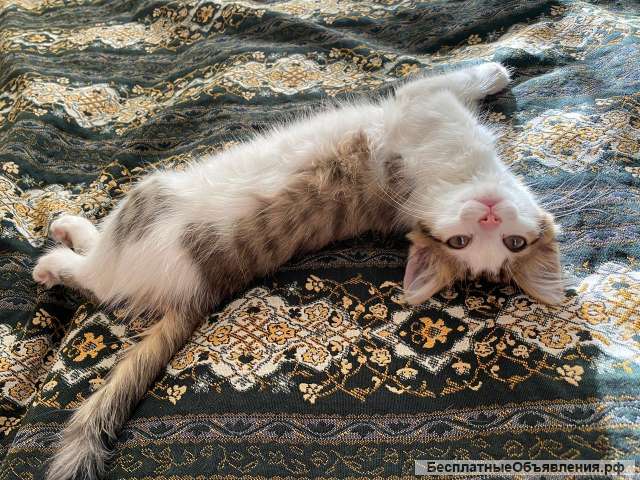 Котенок с изумительно красивыми глазами