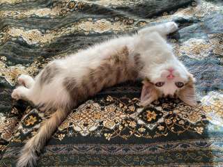 Котенок с изумительно красивыми глазами