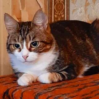Скромная и загадочная кошка Апрелька в добрые руки