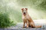 Приютская собачка Белочка, в надежде на счастливую жизнь дома, ищет своего человека