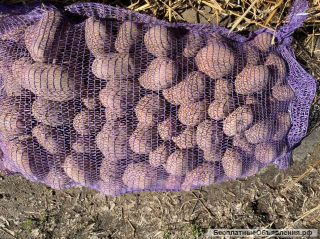 Картофель оптом от КФХ