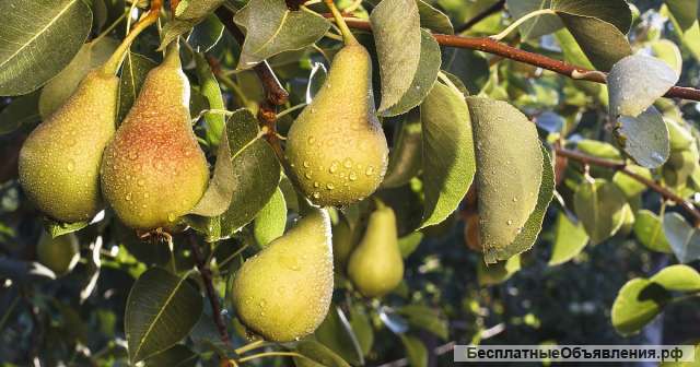 Груши от питомника " Элитный Сад"