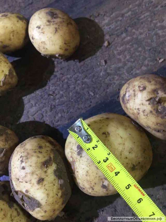 Картофель оптом от производителя