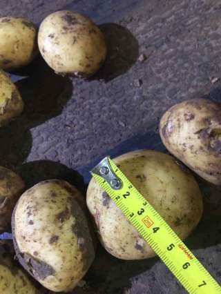 Картофель оптом от производителя