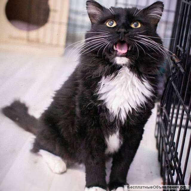 Чудесный мудрый Котя очень хочет домой
