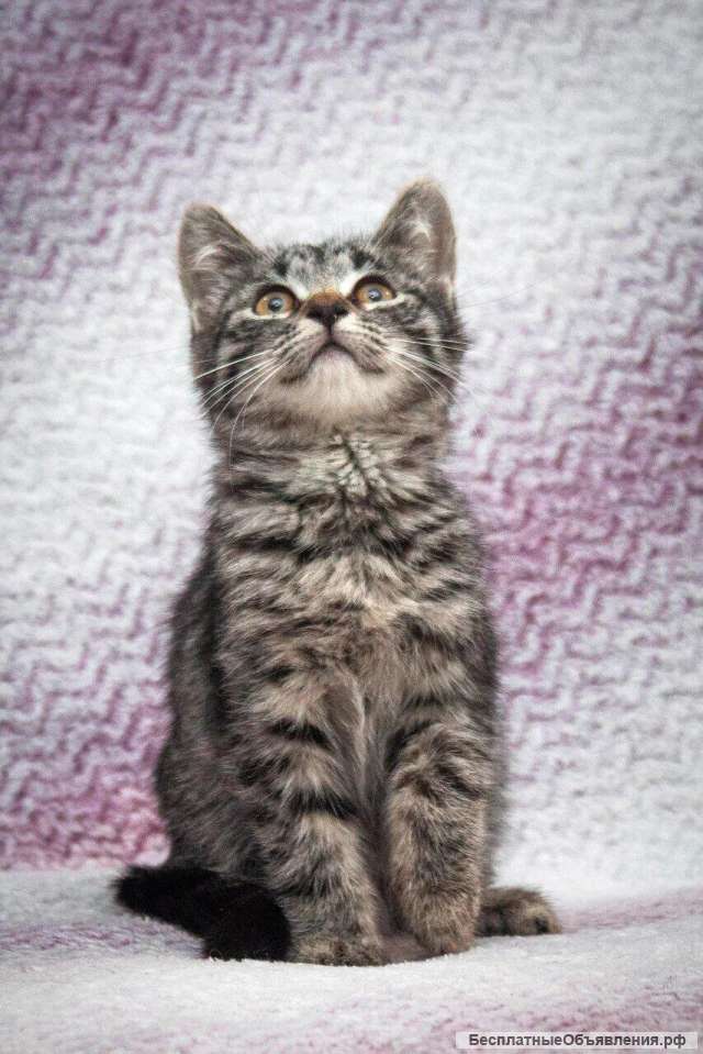 Чудесные котята в добрые руки