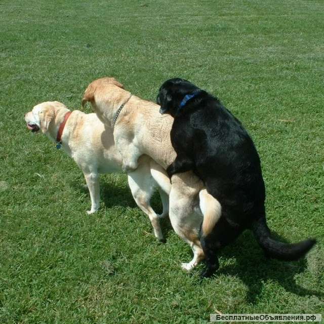Услуги кинолога при вязке собак