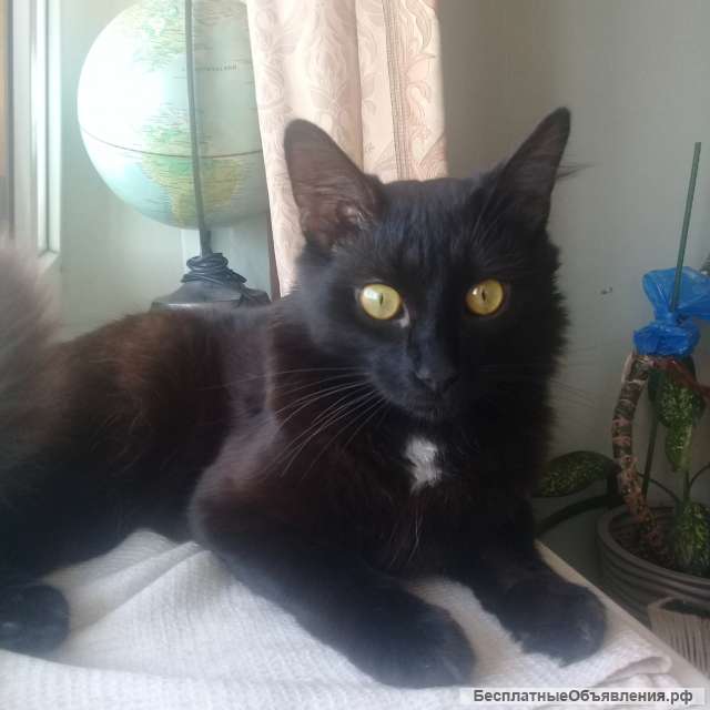 Котик-красавец 1 год