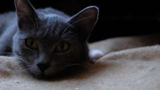 Красивый котик Серый в добрые руки