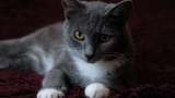 Красивый котик Серый в добрые руки