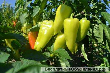 Овощи со своего участка