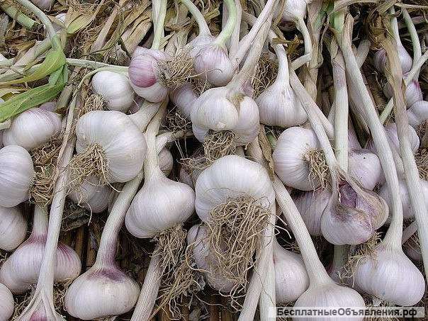 Чеснок оптом от производителя в Краснодарском крае