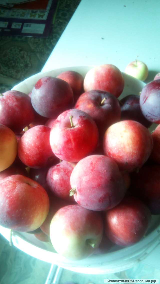 Крупная яблочки полукультурки