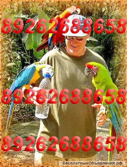 Приму в дар средних и крупных попугаев, канареек
