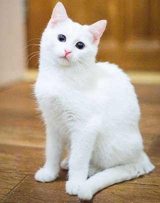 Две белоснежные красотки кошки в добрые руки