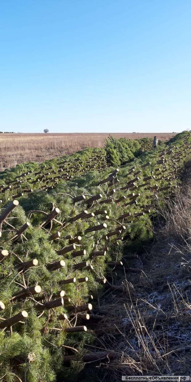 Ёлки оптом к новому году