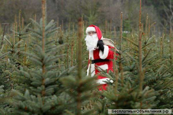 Сосна оптом