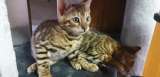 Зарегистрированы бенгальские котята высшего качества Tica