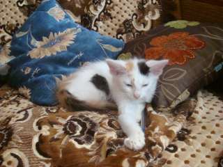 Куплю котят